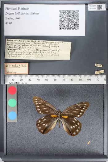 Media type: image;   Entomology 130390